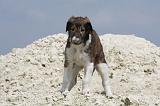 BARZOI 036
